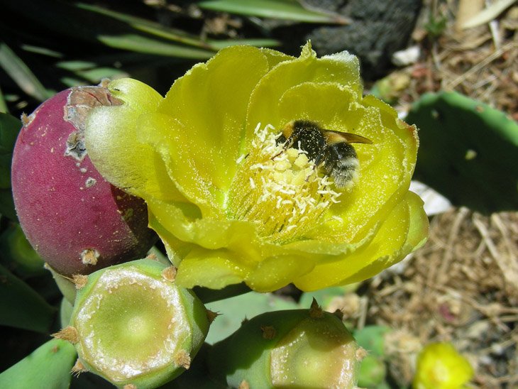 Opuntia humifusa (3).jpg