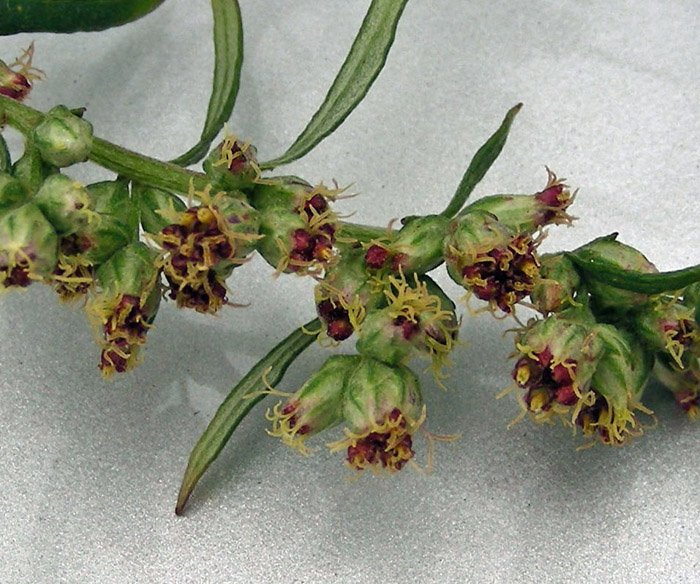 Artemisia vulgaris (6).jpg
