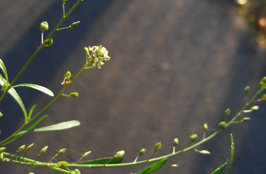 Lepidium graminifolium L.-Erba da sciatica-16-12-13 054.JPG