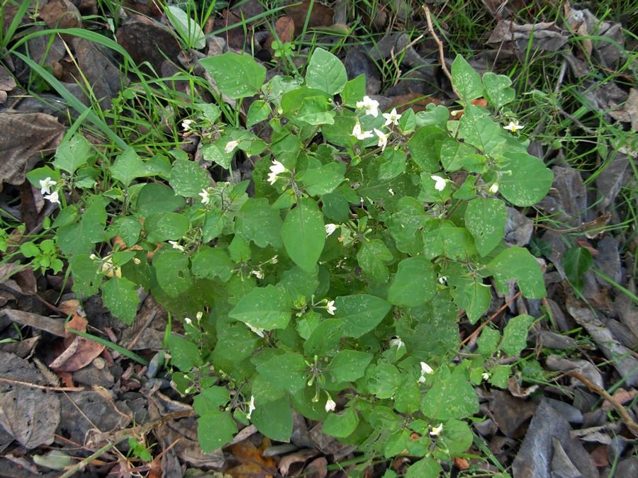 Solanum nigrum L.-01-12-15 (100).JPG