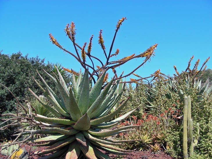 Aloe marlothii (1).JPG