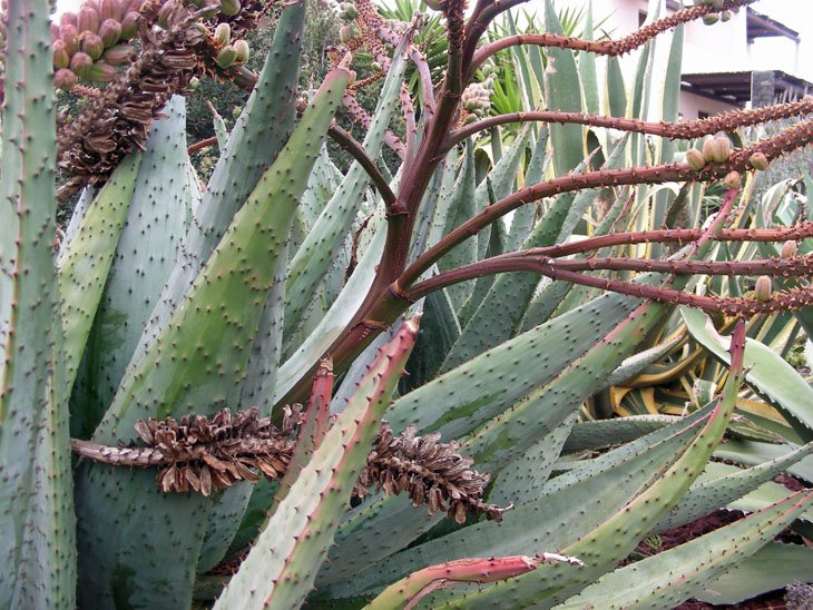 Aloe marlothii (6).JPG