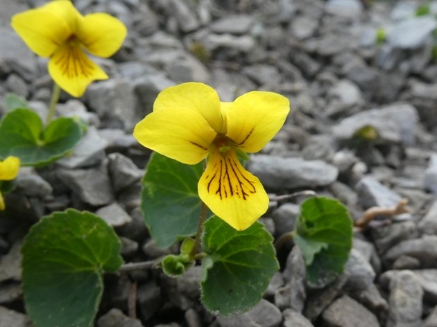 Viola biflora L..JPG