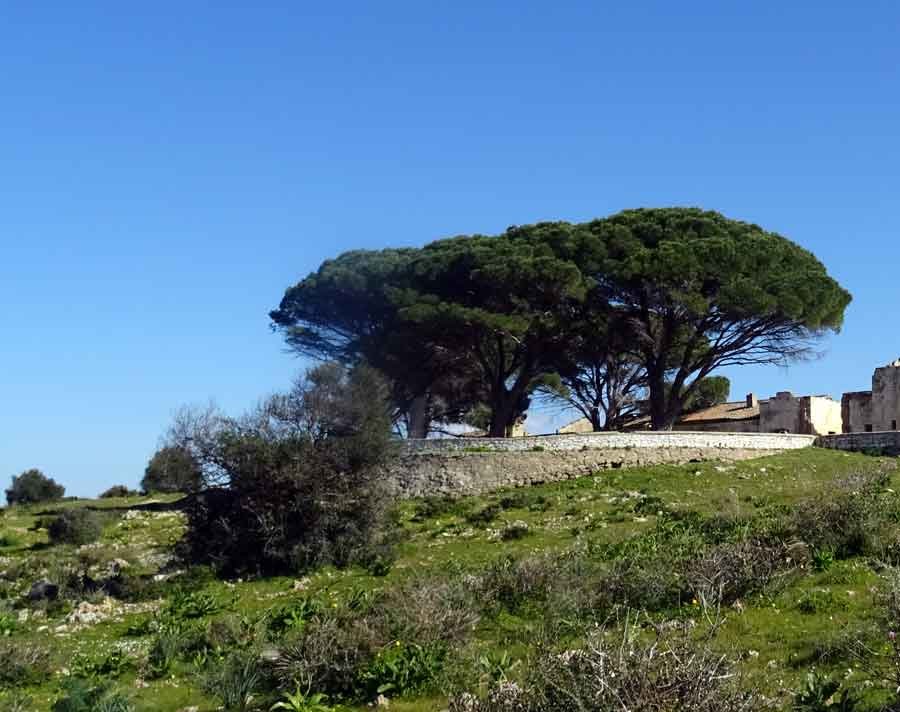 Pinus-pinea-L..jpg
