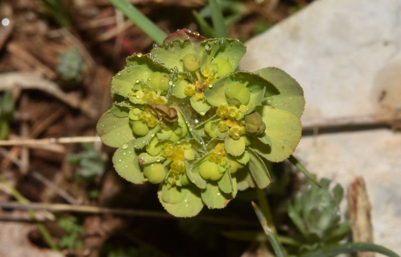 Euphorbia helioscopia - Monte Campitelli 720 Anagni 20210429m113.jpg