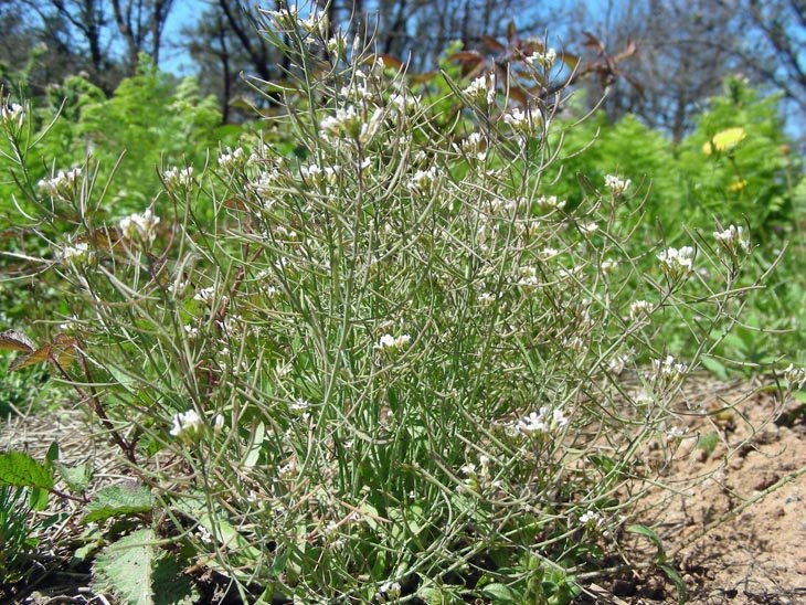 Arabidopsis thaliana (1).JPG