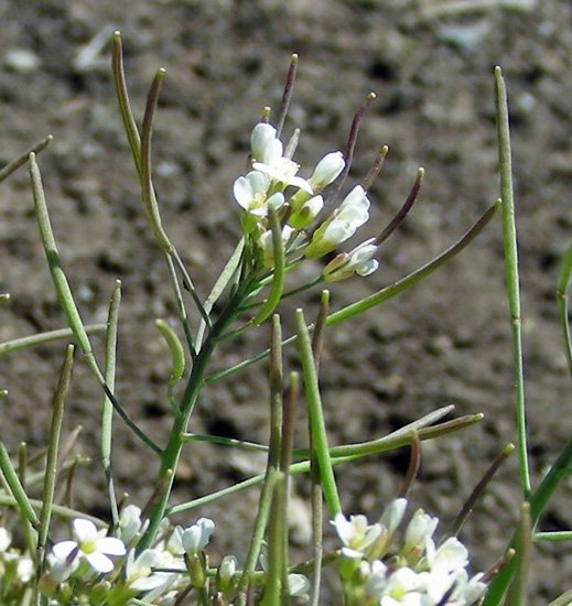 <i>Arabidopsis thaliana</i> (L.) Heynh.
