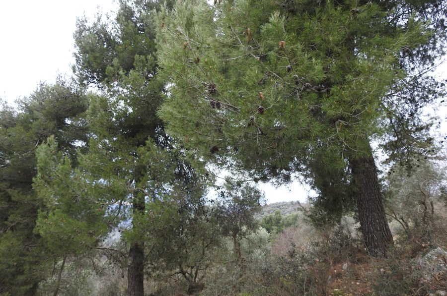 Pinus 20220204_001.jpg