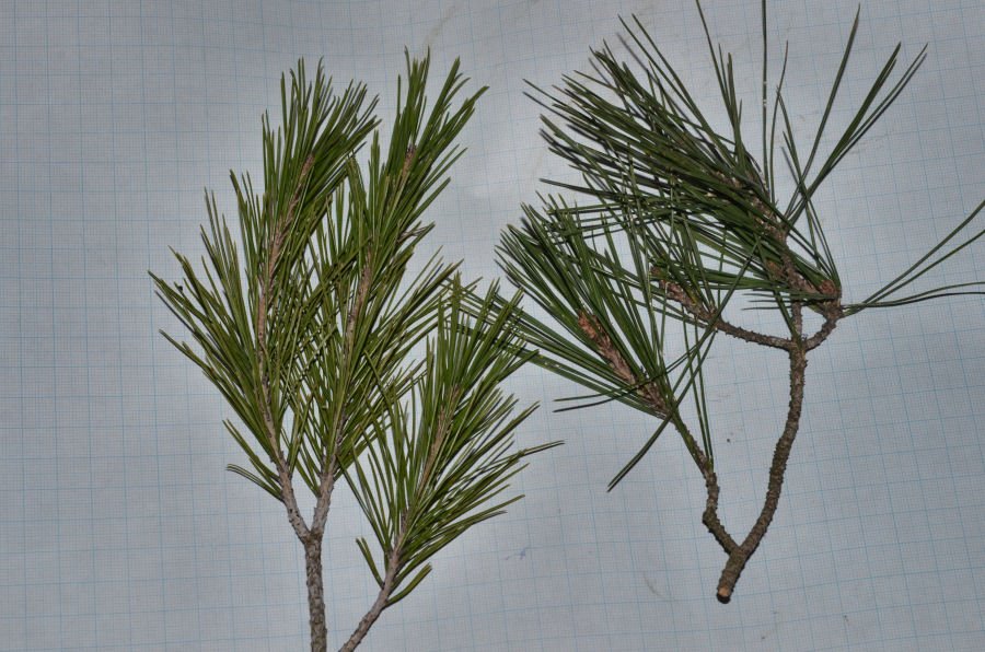 Pinus 20220204m027.jpg