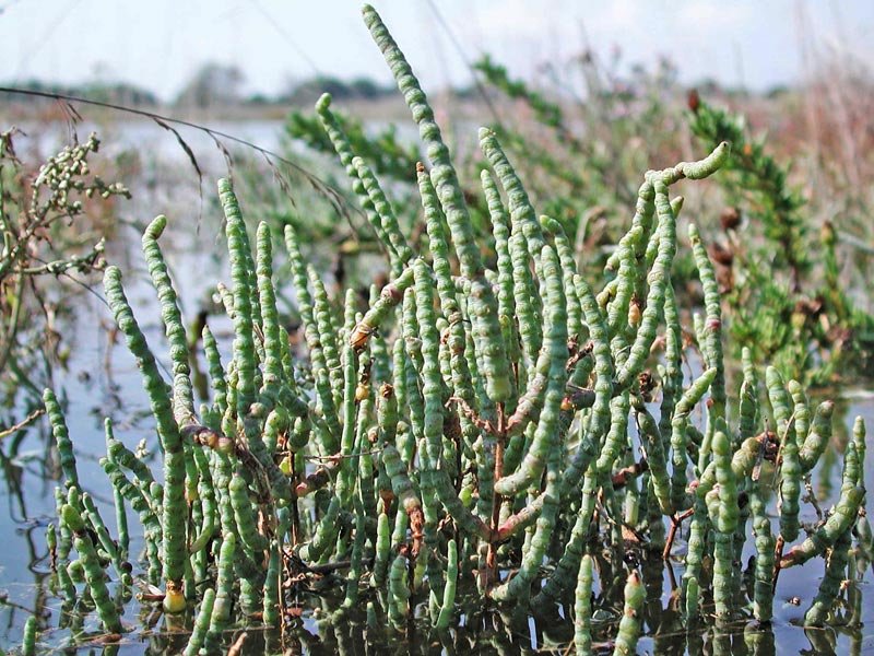 <i>Salicornia veneta</i> Pignatti & Lausi