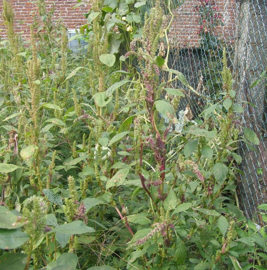 Amaranthus bouchonii (698773)