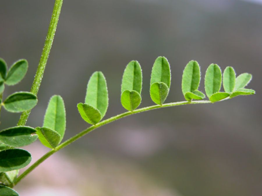 Astragalus_alpinus_foglie.jpg
