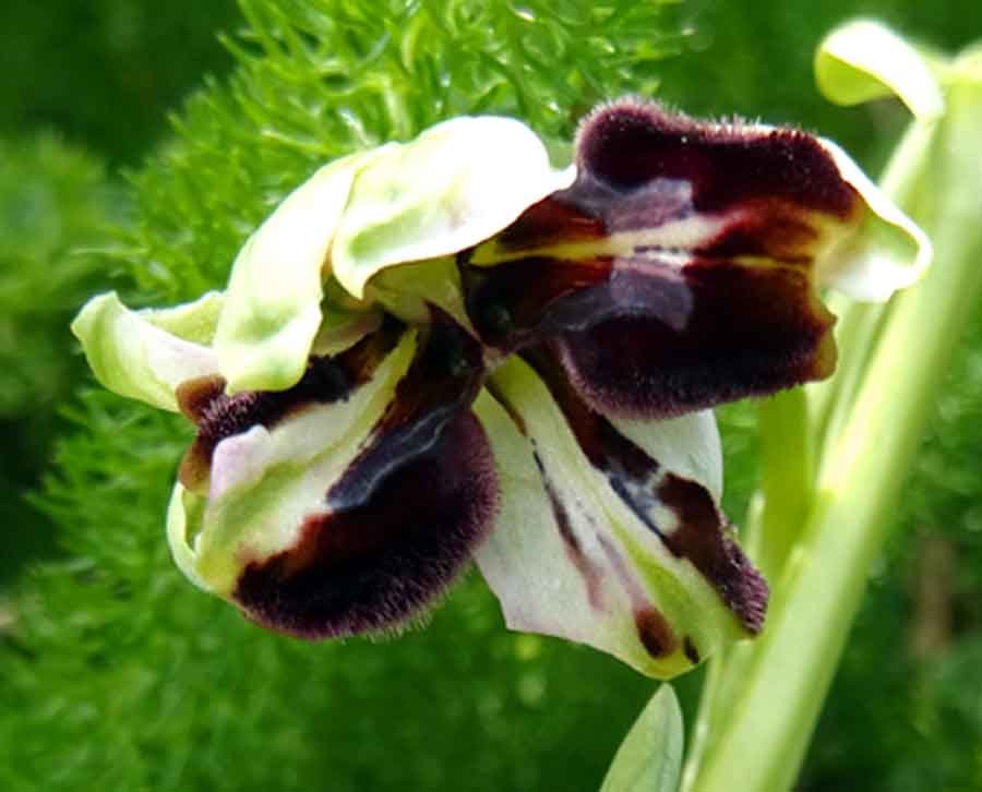 Ophrys-panormitana-(Tod.)-S.jpg