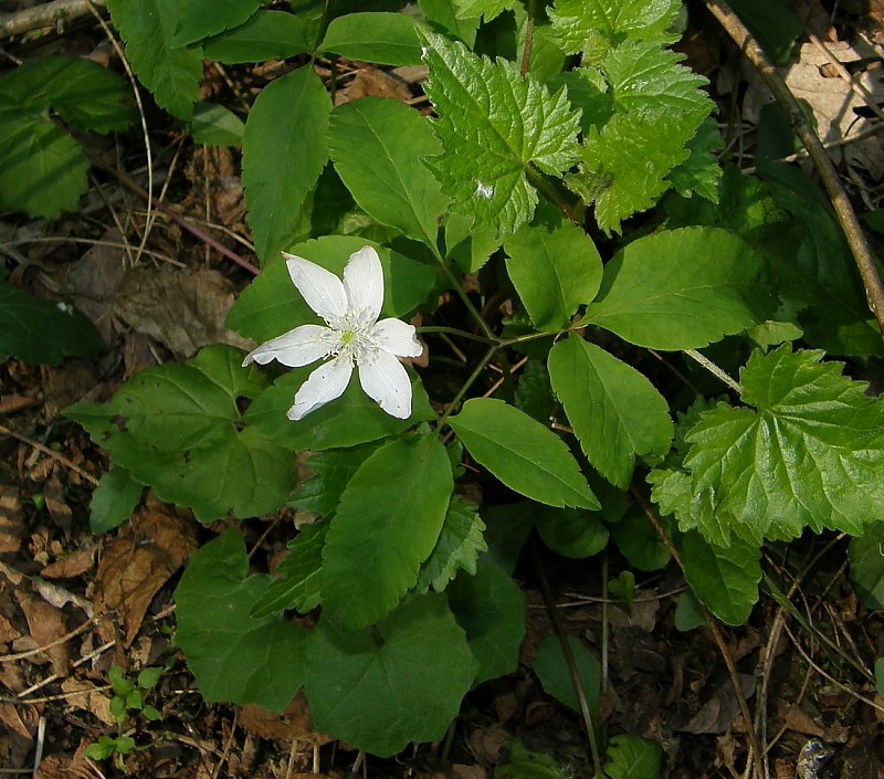 Anemonoides trifolia (L.) Holub subsp. brevidentata