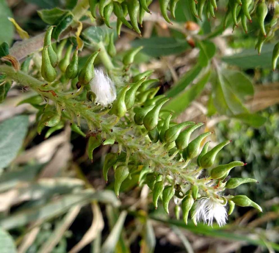 Salix-pedicellata-Desf.jpg