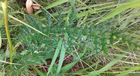 Filipendula vulgaris Moench 2020-06-30 Sarnano Pianatelle (4).jpg