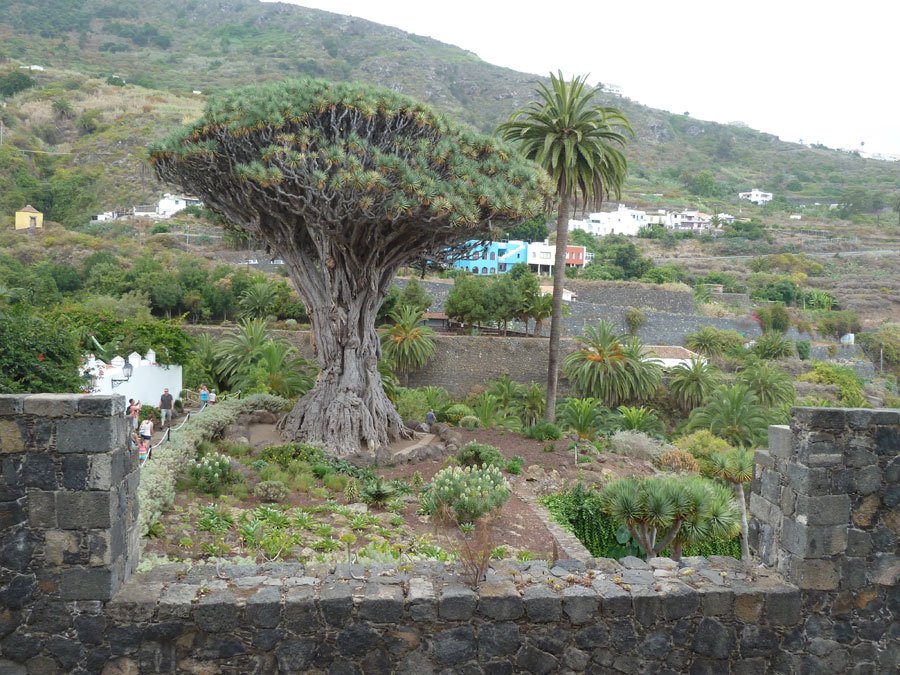 Canarie_Tenerife_Icod de los Vinos_Parque_del_drago