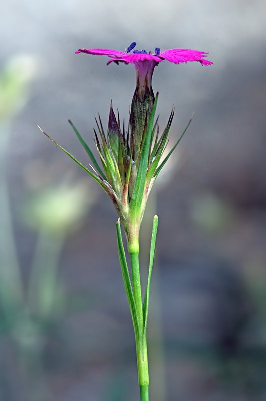 Dianthus-carthusianorum2.jpg