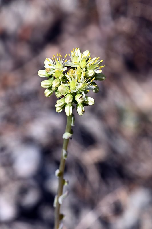 Petrosedum-sediforme-fiori.jpg