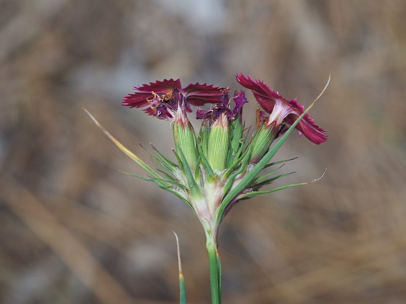 Dianthus balbisii1.jpg