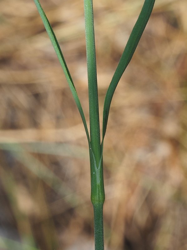 Dianthus balbisii3.jpg