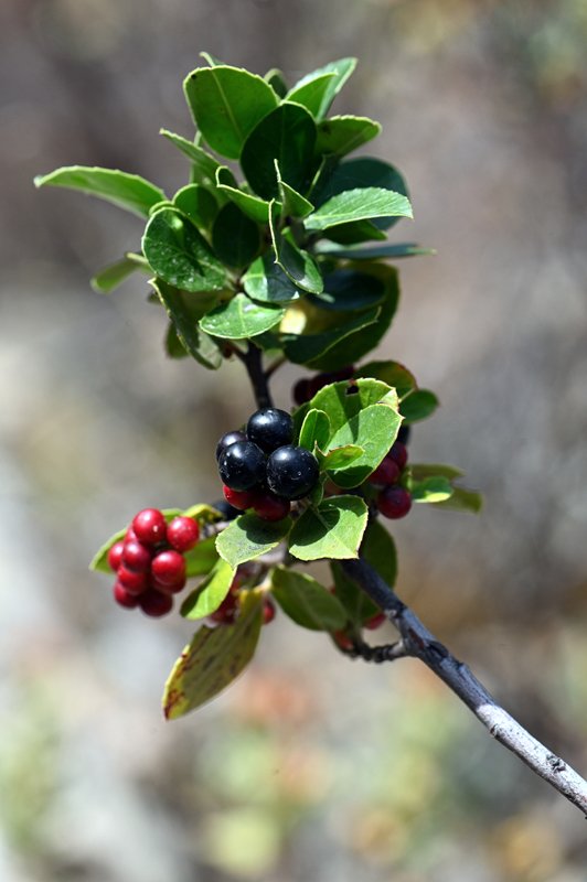 Rhamnus-alaternus-frutti.jpg