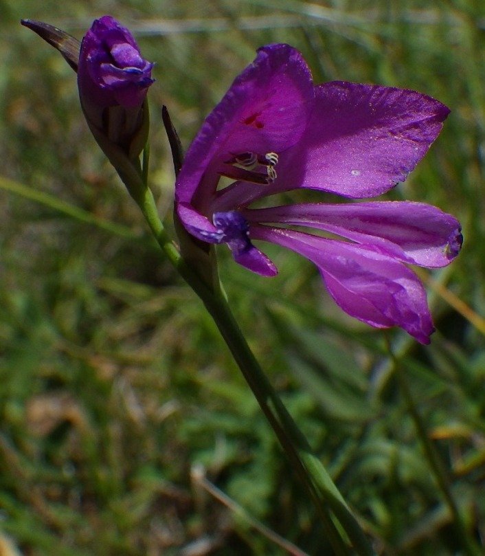 Gladiolus palustris Gaudin 0.JPG