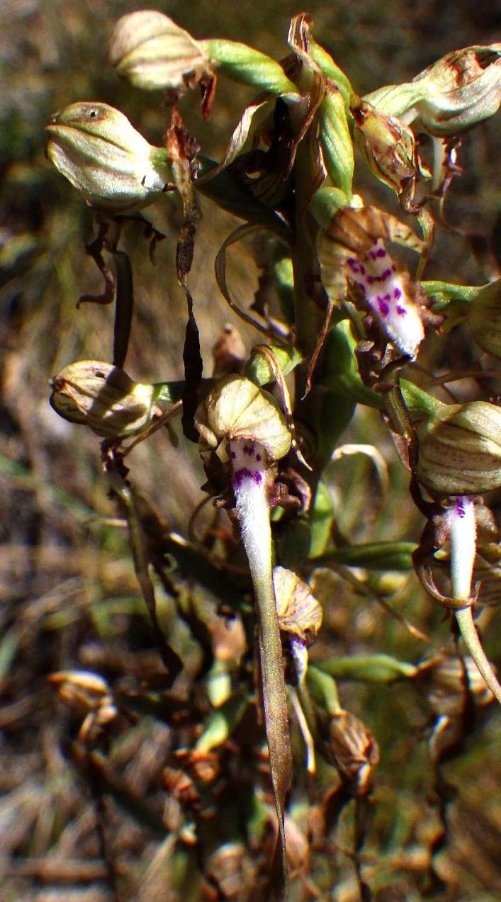 Himantoglossum hircinum (L.) Spreng.2.JPG