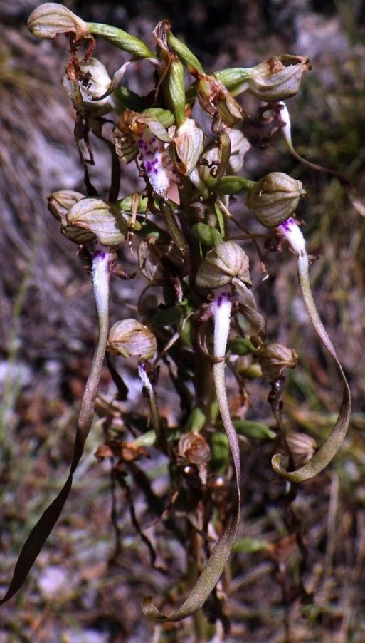 Himantoglossum hircinum (L.) Spreng..JPG