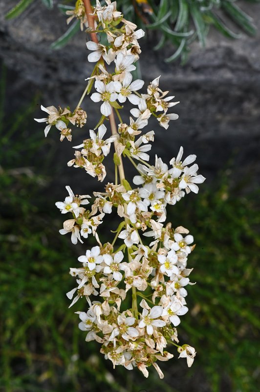 Saxifraga-callosa-fiori.jpg