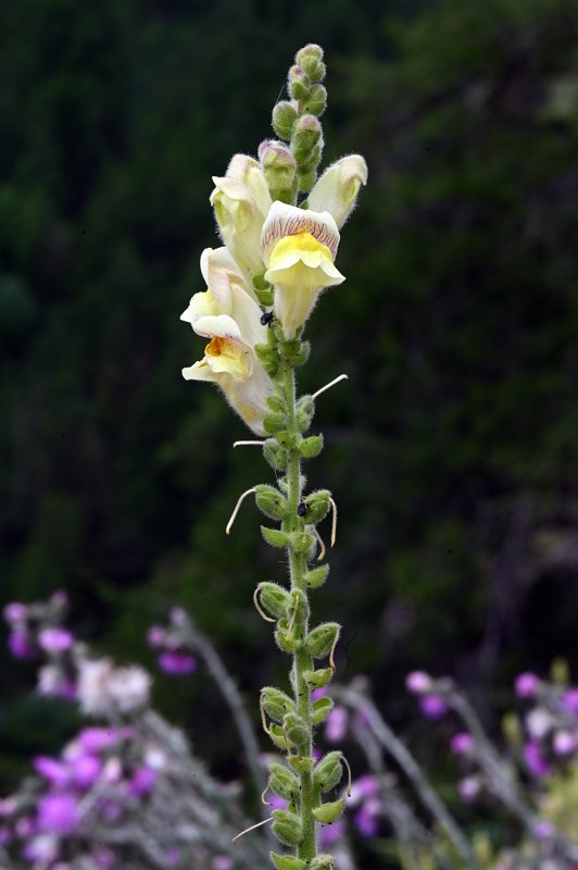 Antirrhinum-latifolium-fiori1.jpg