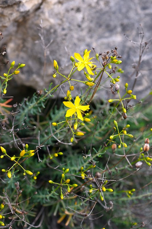 Hypericum-coris-fiori.jpg