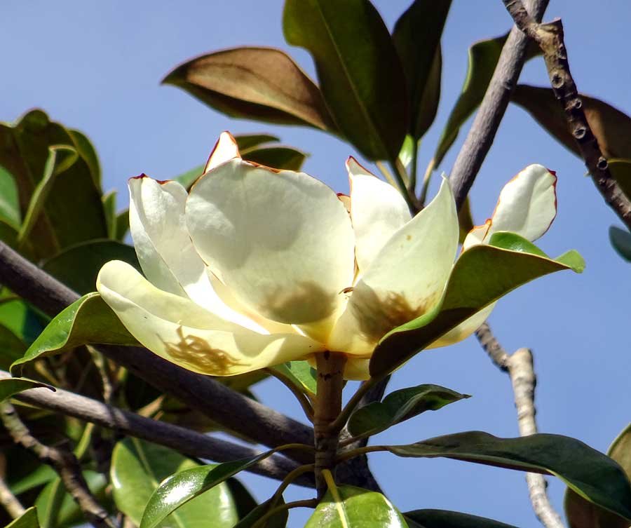 Magnolia-grandiflora-L..jpg