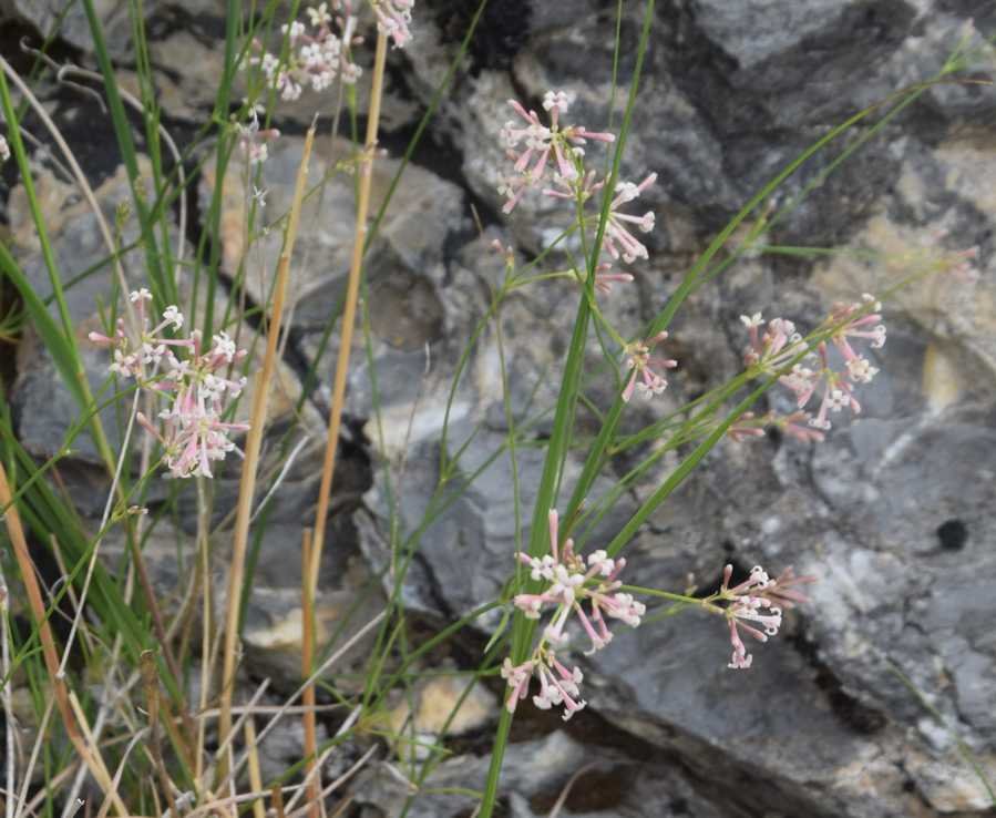 AsperulaHexaphylla.jpg