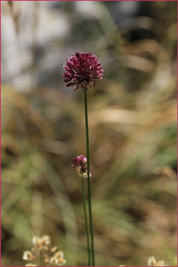 Allium sphaerocephalon IMG_5007.jpg
