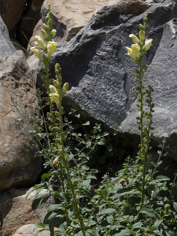 anthirrinum latifolium29 giu 2022 fronte.jpg