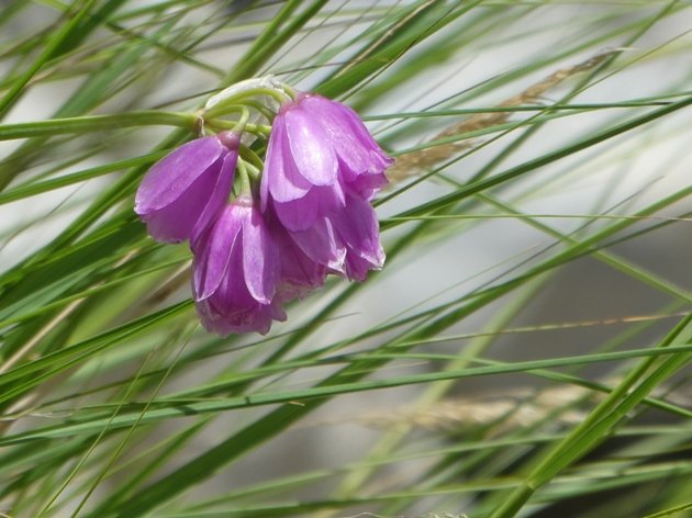 Allium narcissiflorum Vill. (a).JPG