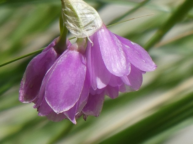 Allium narcissiflorum Vill. (b).JPG
