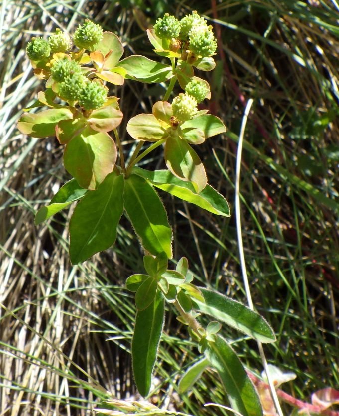 Euphorbia verrucosa L.0.JPG