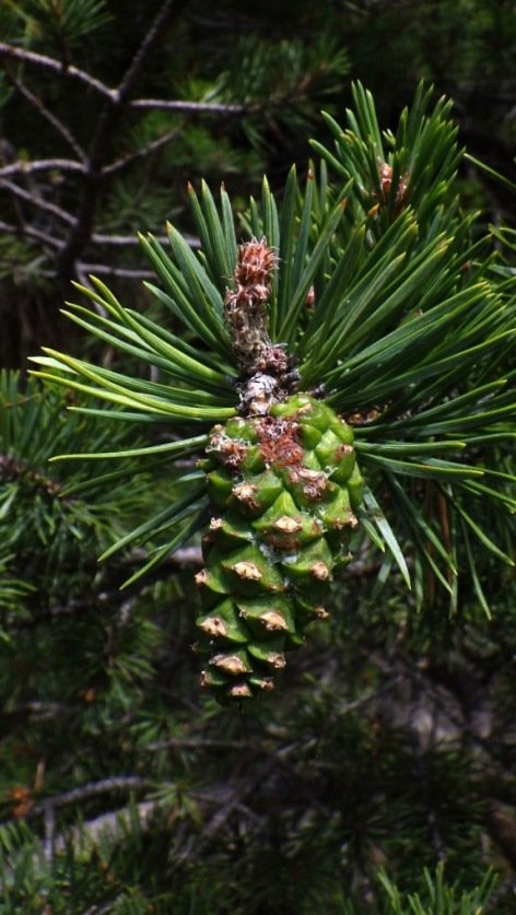 Pinus sylvestris L..JPG