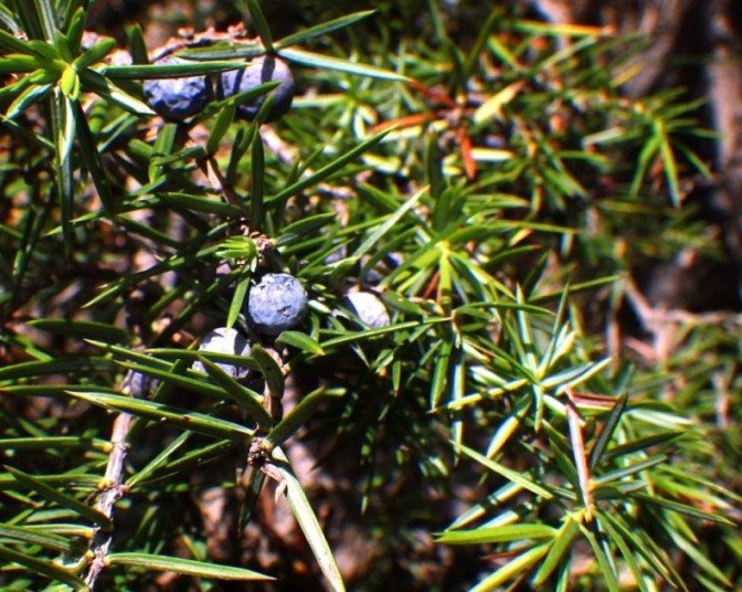 Juniperuscommunis.JPG