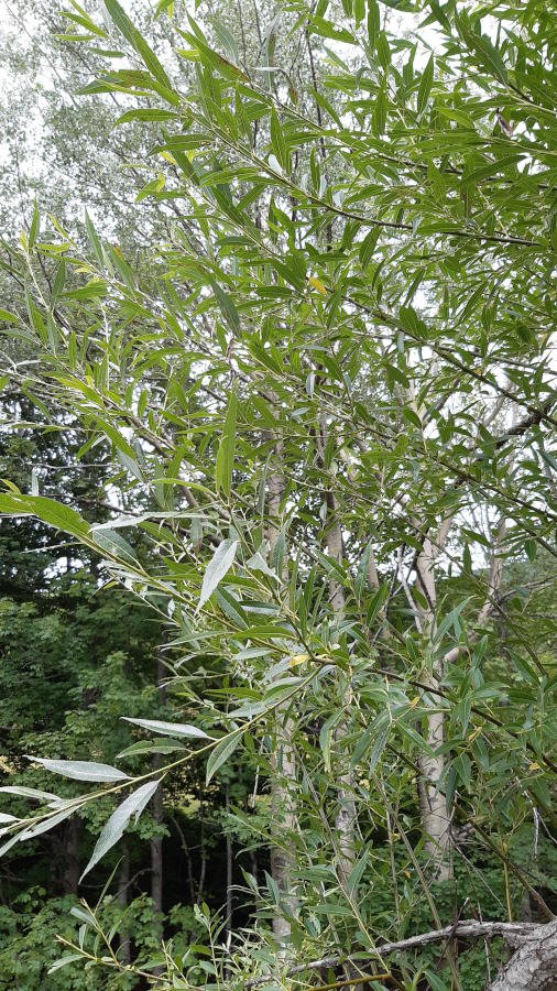 Salix ibrido (1).jpg