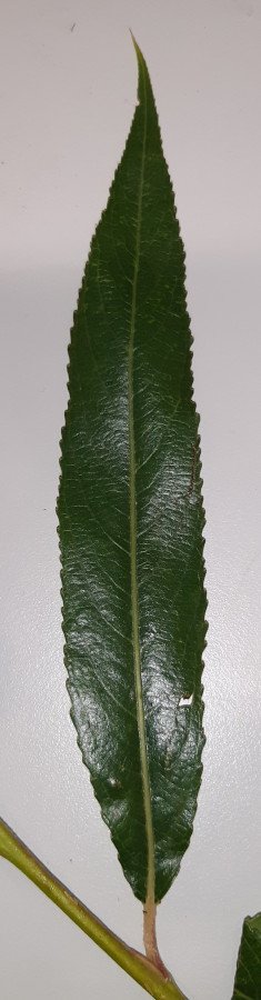 Salix ibrido (14).jpg