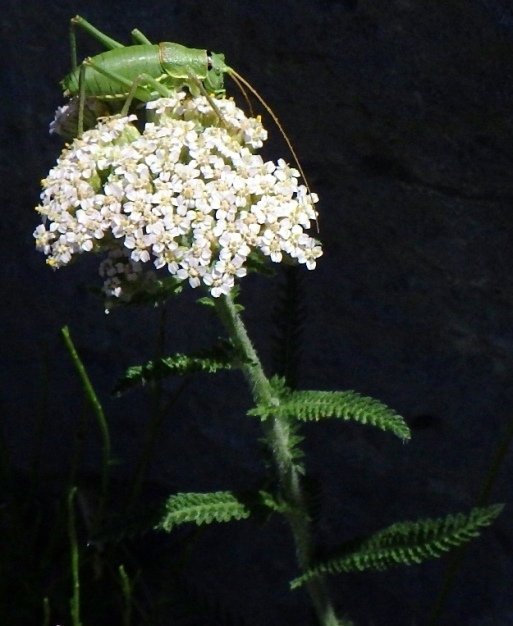 Achillea millefolium.JPG