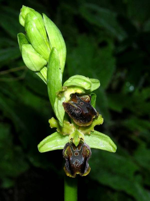 Ophrys sphegodes 2.jpg