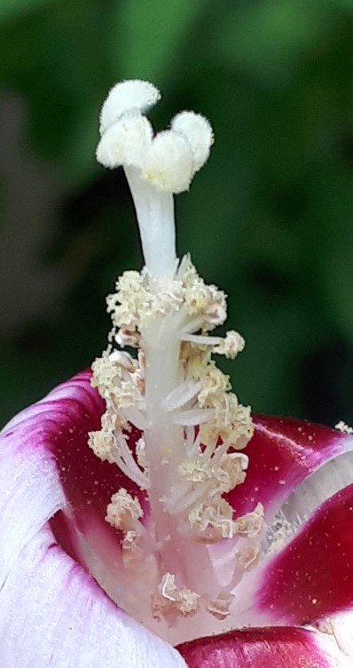 Hibiscus syriacus L (3).jpg