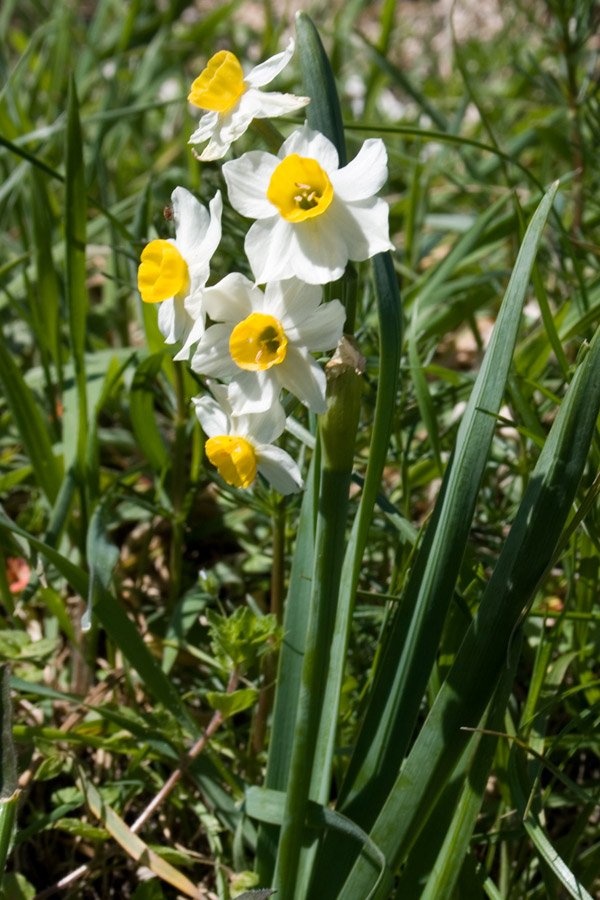 Narcissus-tazetta12924Hb.jpg