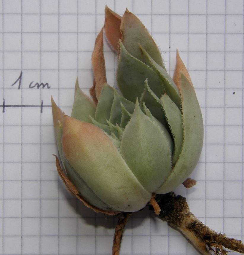 Sempervivum tectorum (group)