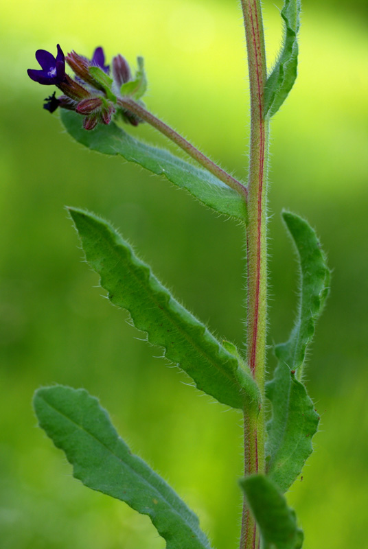 Anchusa undulata L. subsp. hybrida 3.jpg