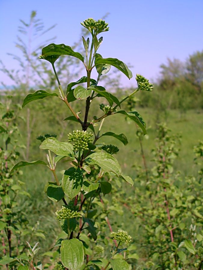 Cornus sanguinea L. subsp. sanguinea